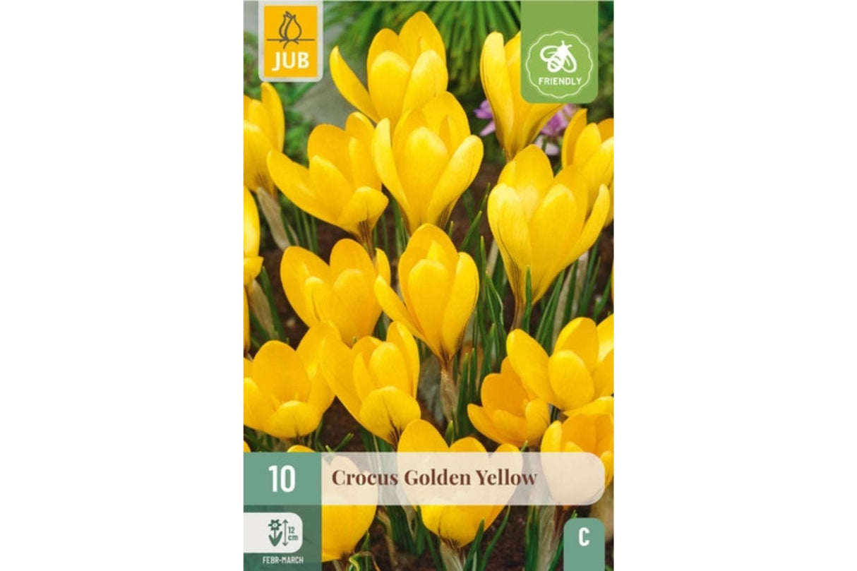 Gule krokusløk i pakke klare for planting om våren