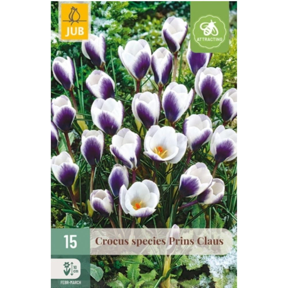 Krokus ‘Prins Claus’ med hvite blomster og mørklilla tegninger