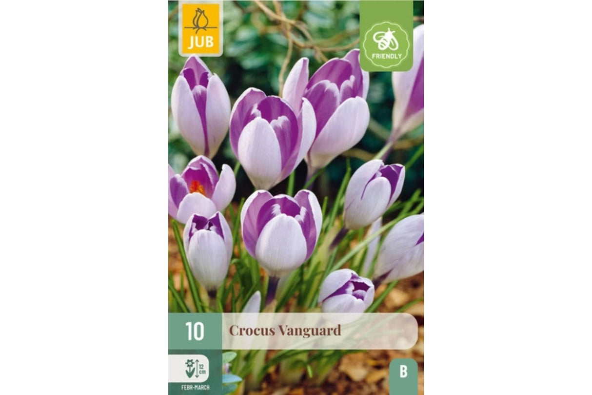 Krokusløk i pakke for planting med lilla blomster og sølvaktige nyanser