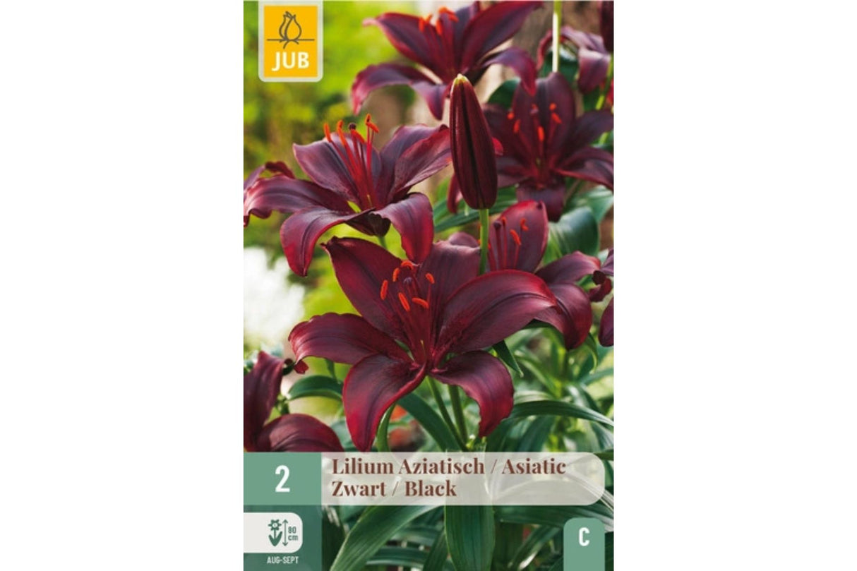 Lilium ‘Blacklist’ – Mørk vinrød asiatisk lilje med duft og dramatikk (2 blomsterløk)