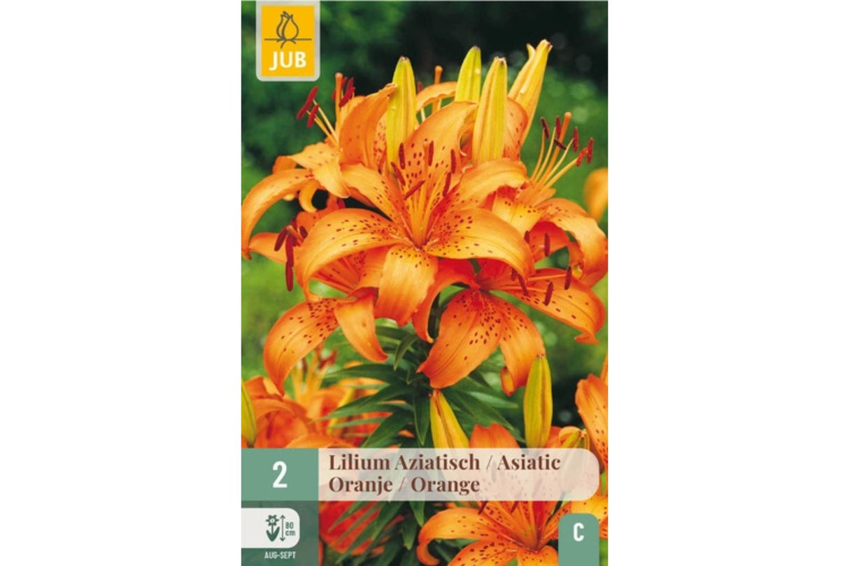 Lilium ‘Orange Ton’ – Riktblomstrende oransje asiatisk lilje (2 blomsterløk)