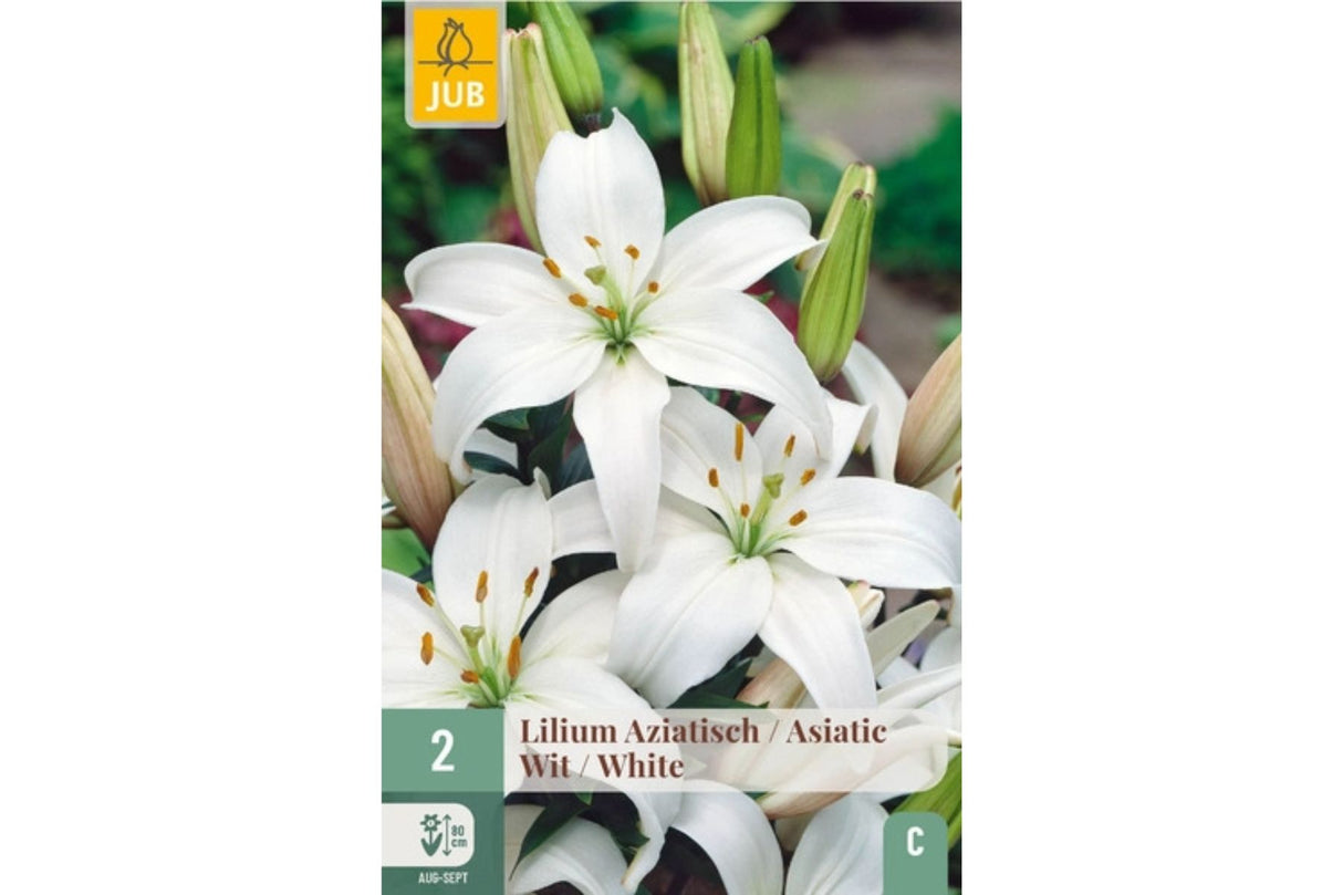 Lilium ‘Snowdon’ – Hvit asiatisk lilje med mange blomster per stilk (2 blomsterløk)