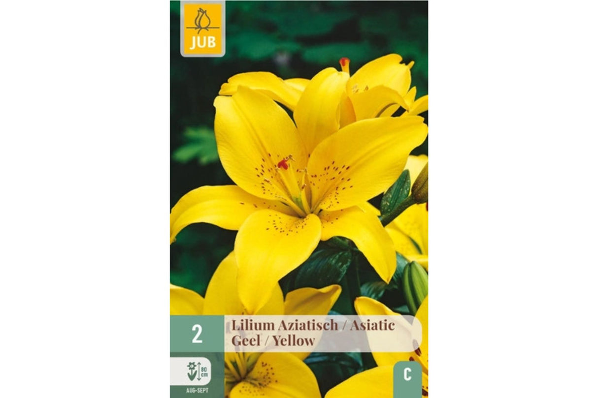 Lilje ‘Pearl Melanie’ – Gul asiatisk lilje med sterk farge og mange blomster (2 blomsterløk)
