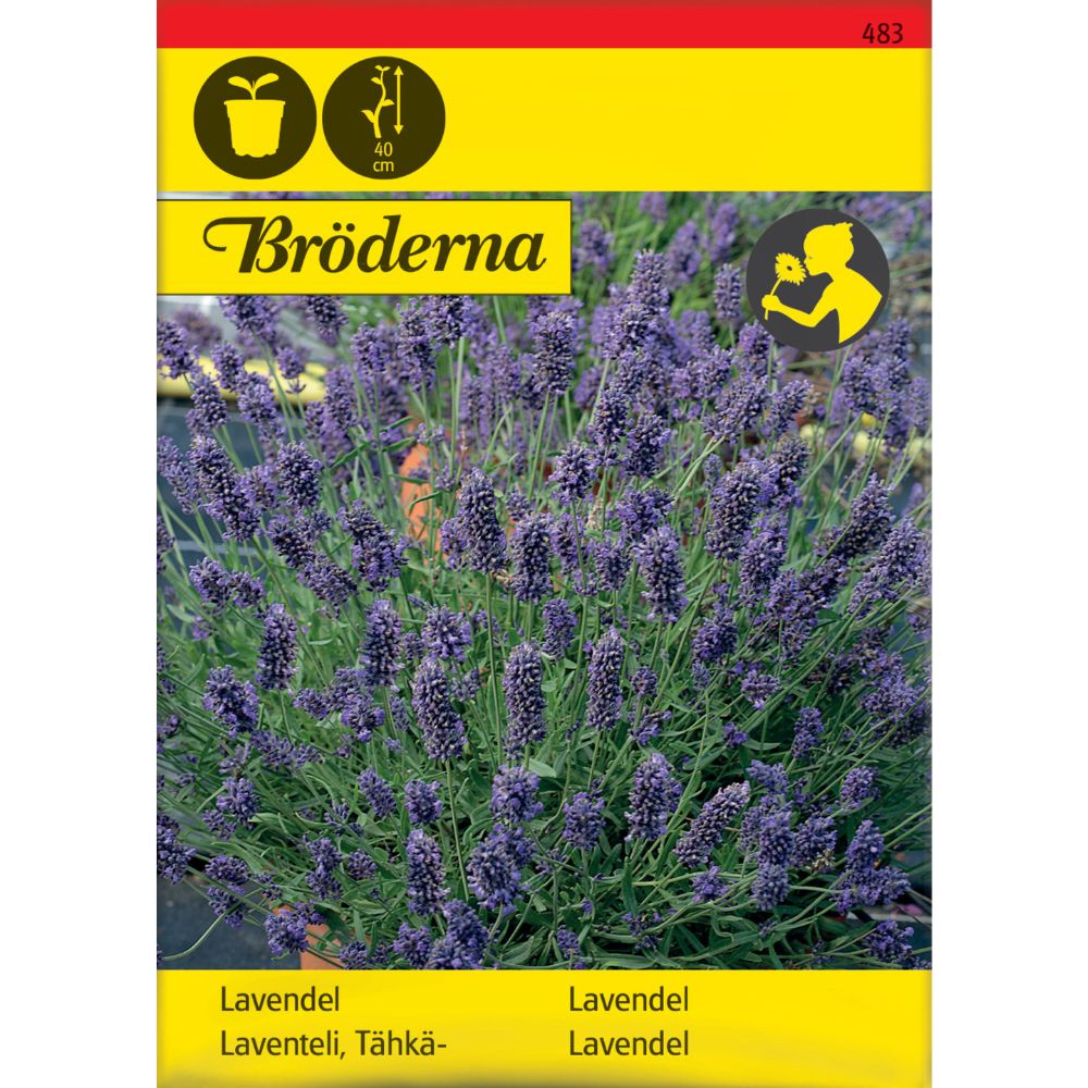 Lavendelplante med lilla blomster i solrik hage