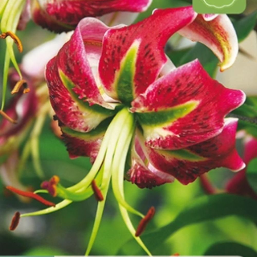 Lilje ‘Black Beauty’ brukt som snittblomst med elegante, duftende blomster.