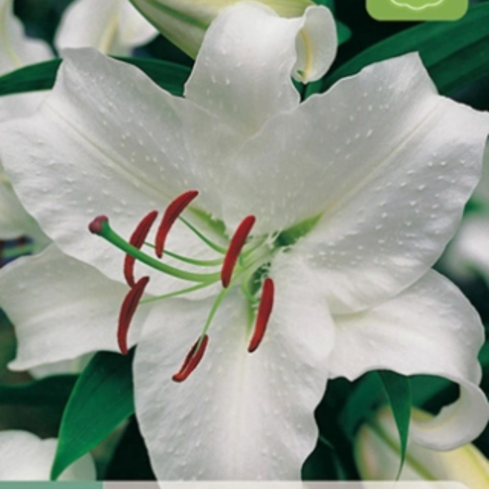 Lilje ‘Casa Blanca’ brukt som snittblomst med elegante, hvite blomster.