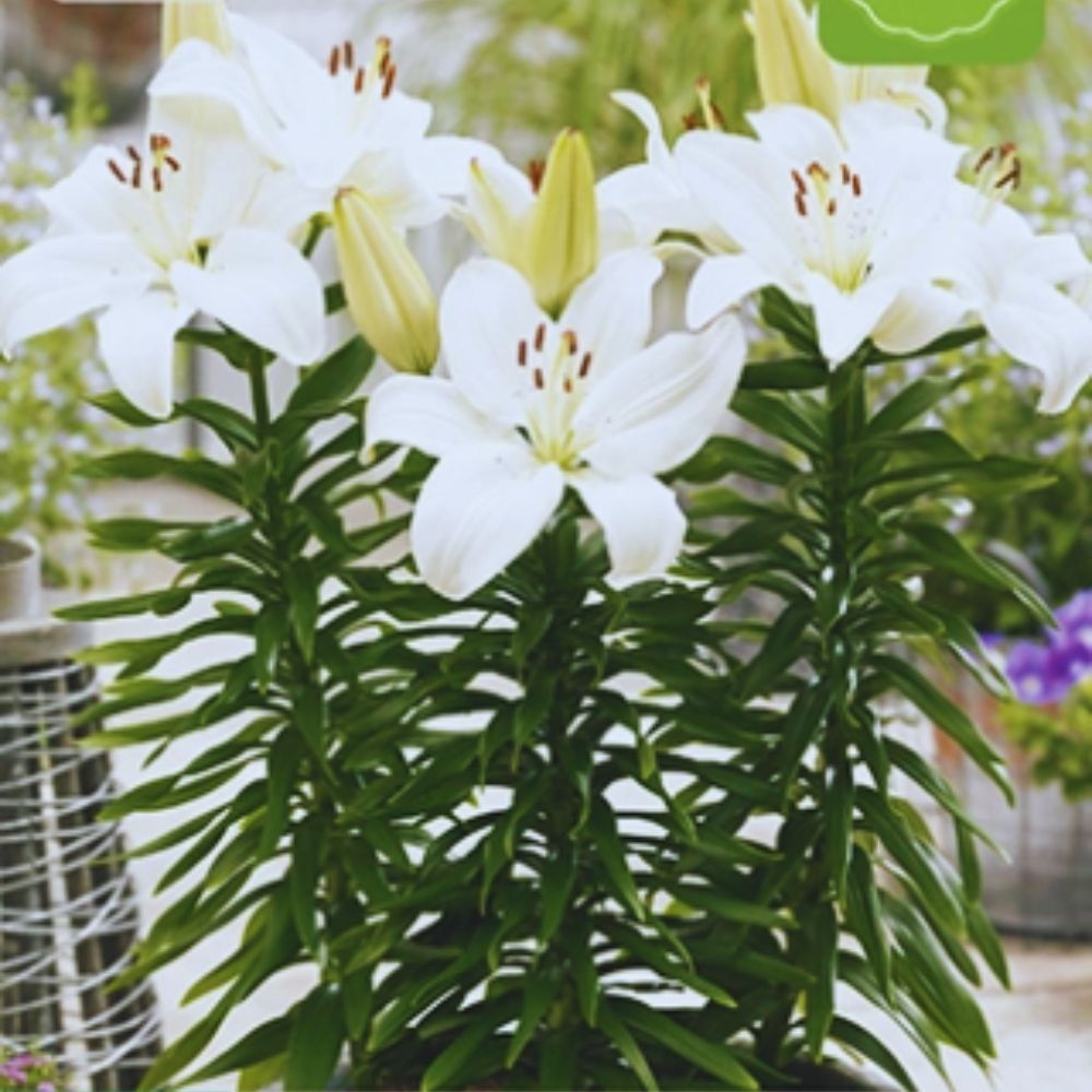 Lilje ‘Gwen’ brukt som snittblomst med delikat, lys blomstring.