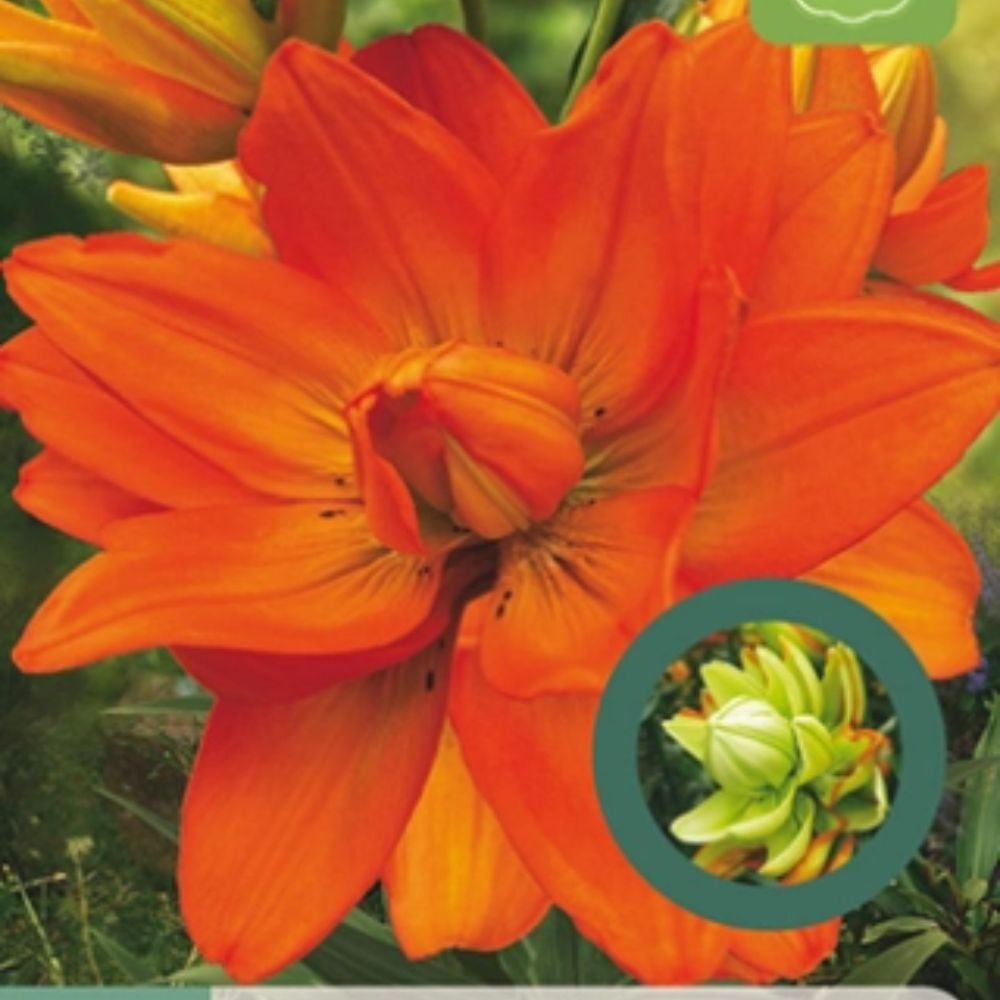 Lilje ‘Hulk’ brukt som snittblomst med grønnaktig blomstring.