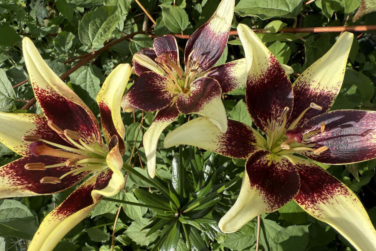 Lilje ‘Netty’s Pride’ | 2 blomsterløk