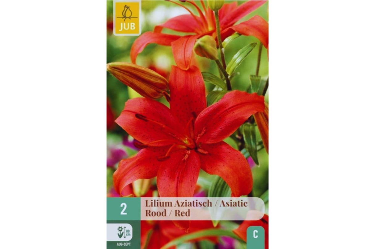 Lilje ‘Pearl Loraine’ – Asiatisk lilje i roserød til mørkerød nyanse (2 blomsterløk)