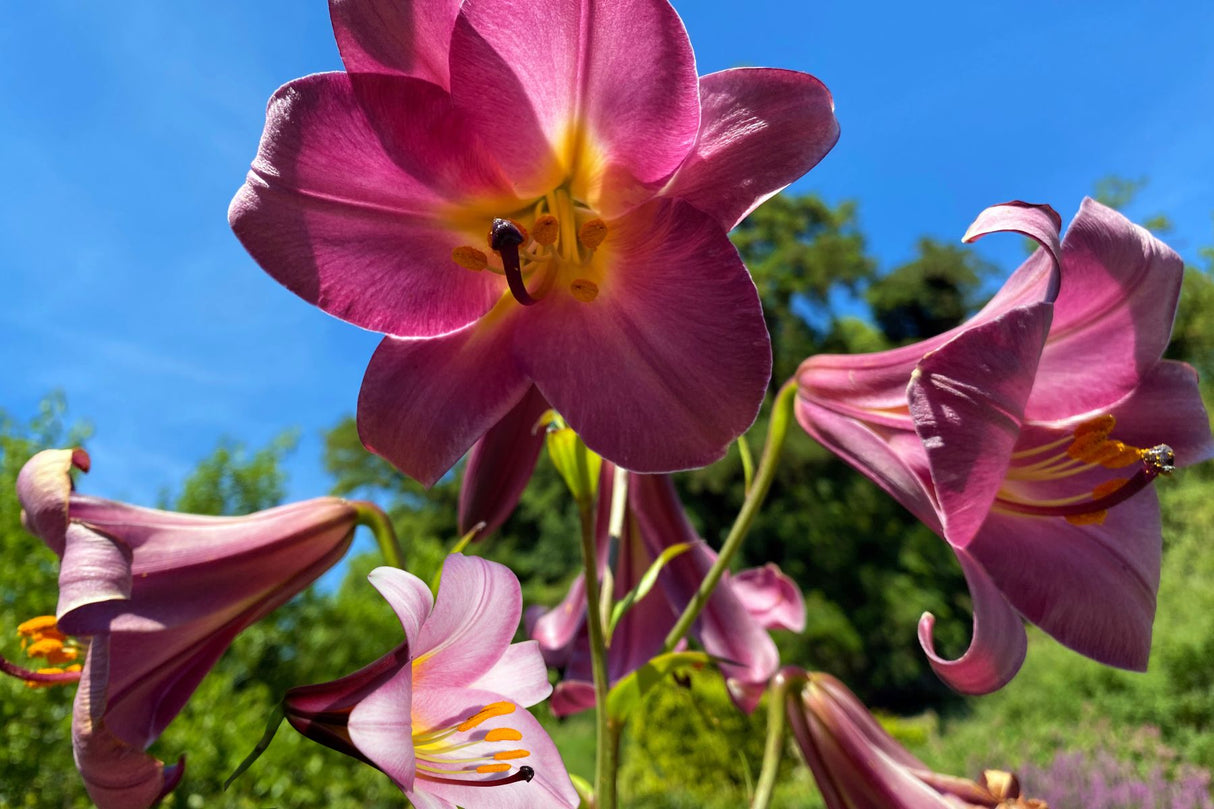 Lilje ‘Pink Perfection’ | 1 blomsterløk