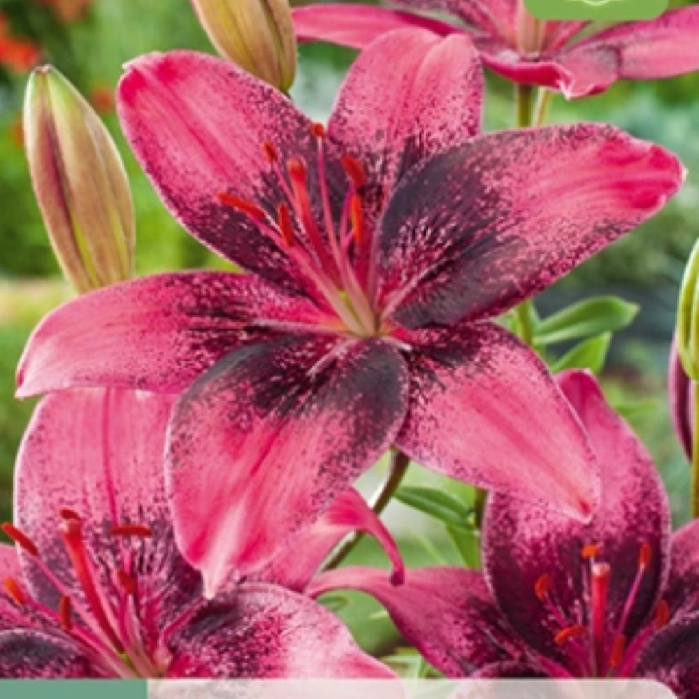 Lilje ‘Purple Dream’ | 2 blomsterløk
