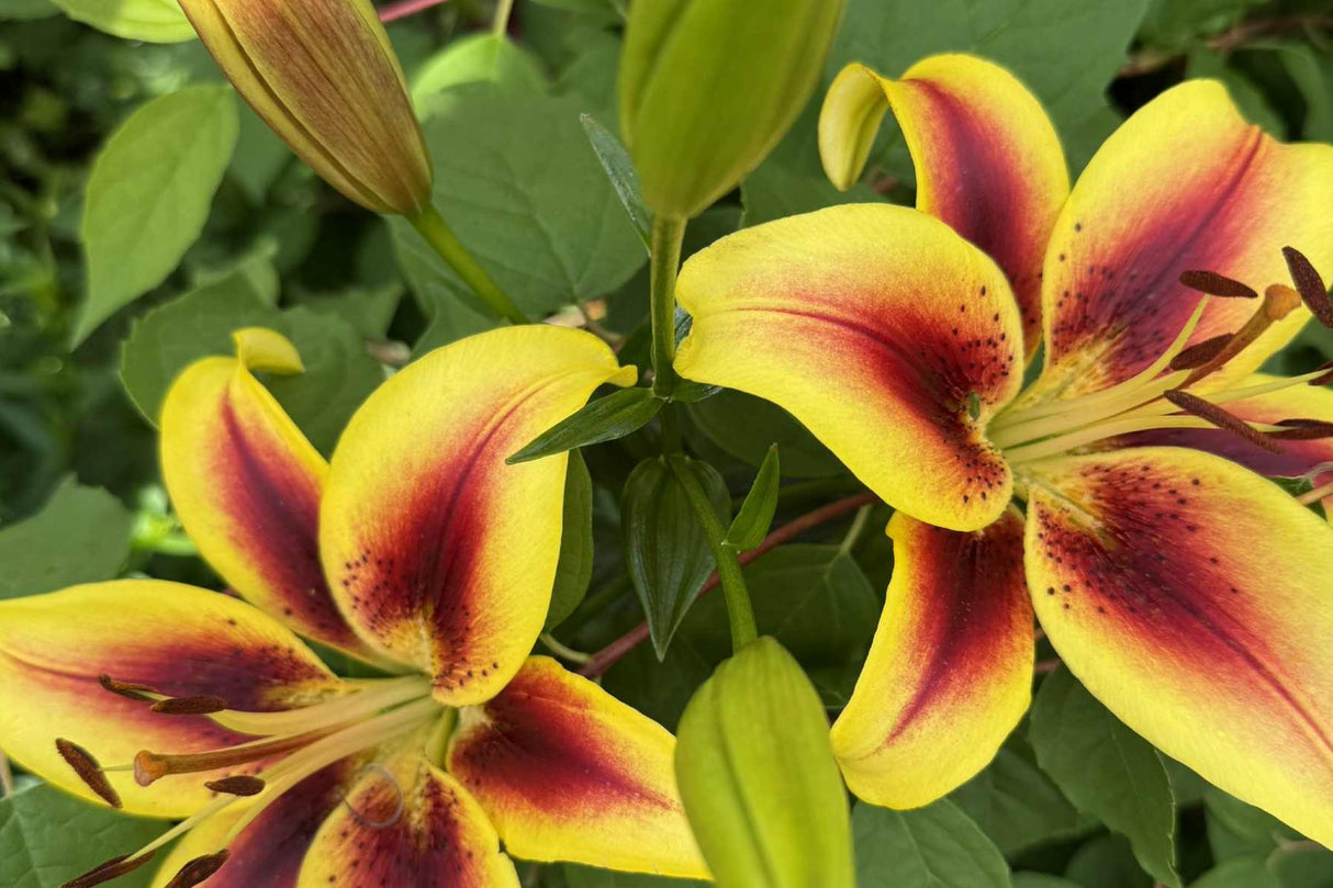 Lilje ‘Viva La Vida’ | 1 blomsterløk