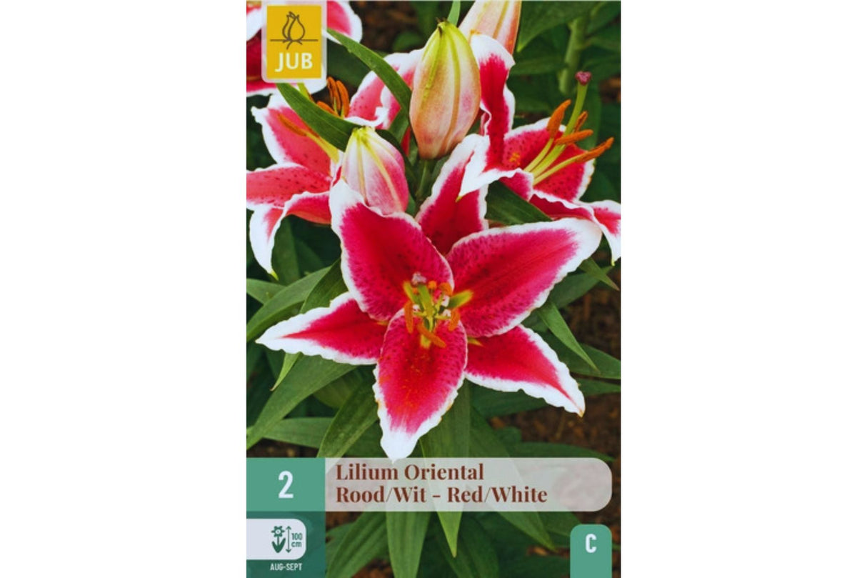 Lilje rød og hvit – Orientalsk lilje med markante kontraster (2 blomsterløk)