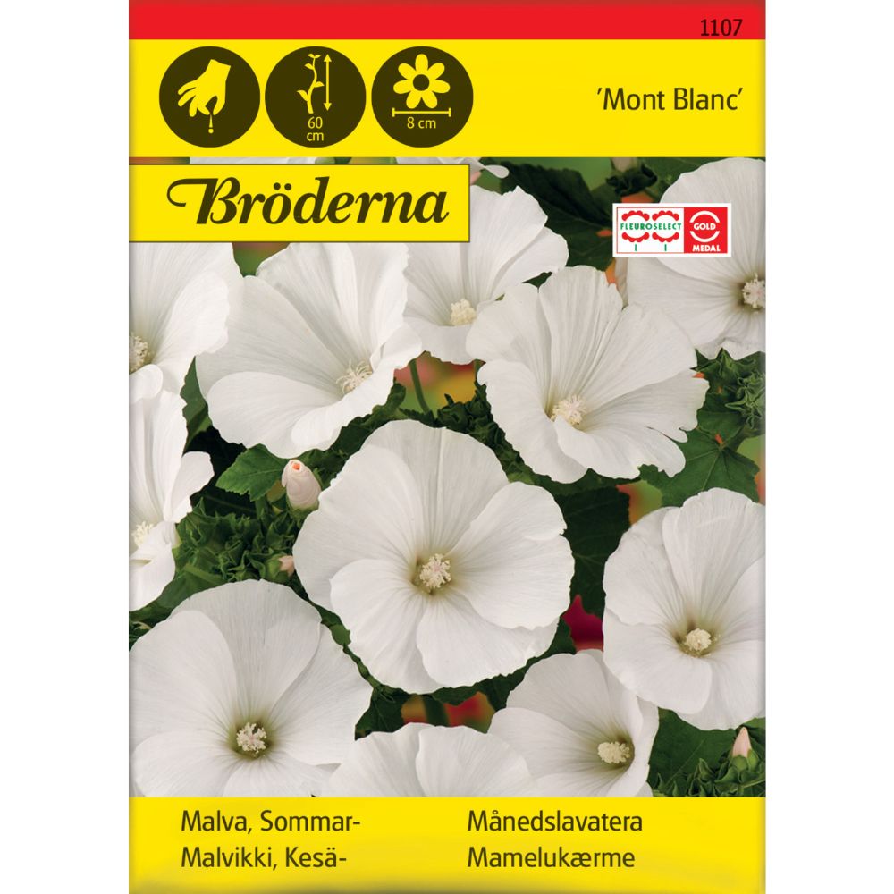 Månedslavatera Mont Blanc med store hvite blomster i hage