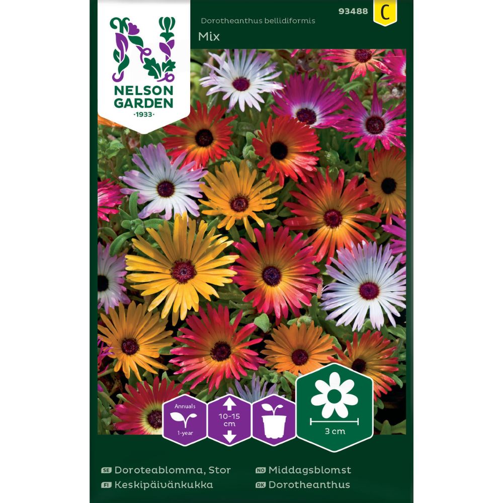 Middagsblomst i sterke farger i solrikt bed