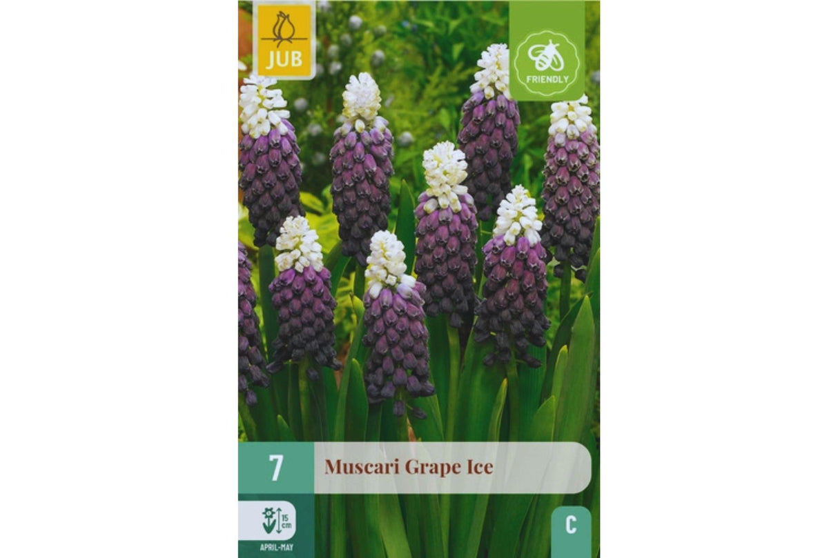 Pakke med tofargede perleblomstløk i lilla og hvitt.