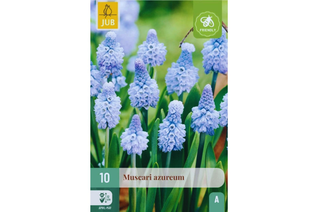 Muscari azureum – Tidligblomstrende lyseblå perleblomst (10 blomsterløk)