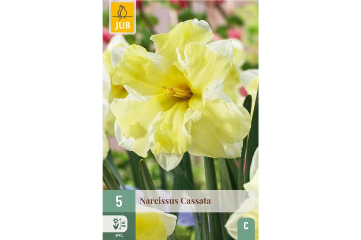 Narsisser ‘Cassata’ – Delikat og særpreget påskelilje i gult og hvitt (5 blomsterløk)