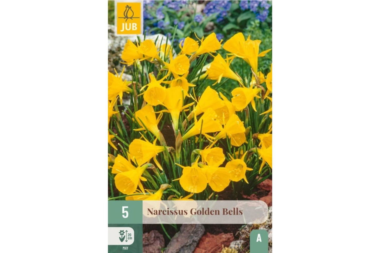 Narsisser ‘Golden Bells’ – Sjarmerende dvergpåskelilje med store trompeter (5 blomsterløk)