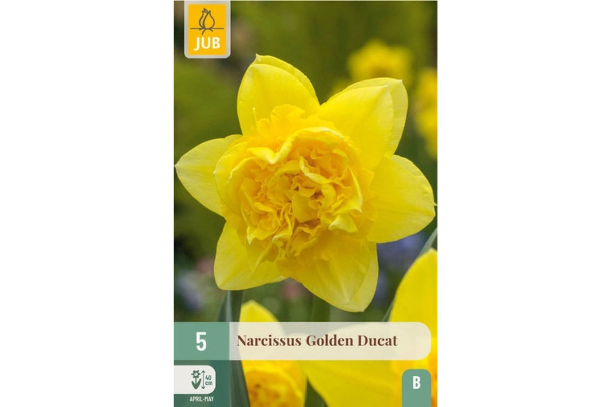 Narsisser ‘Golden Ducat’ – Fyldige, gule vårblomster med søt duft (5 blomsterløk)