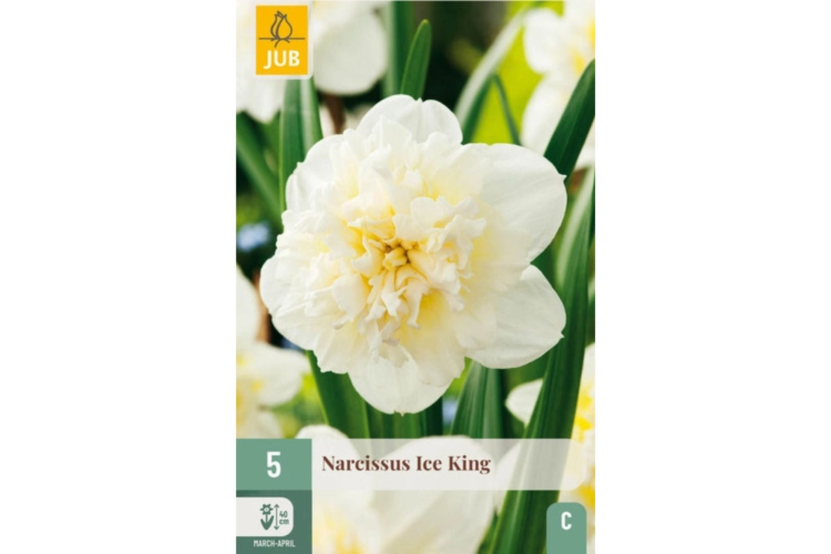 Narsisser ‘Ice King’ – Dobbel påskelilje med kongelig eleganse (5 blomsterløk)