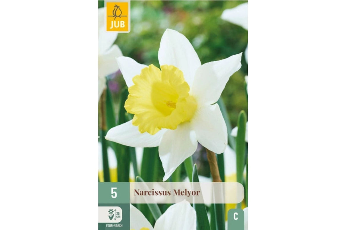 Narsisser ‘Melyor’ – Klassisk påskelilje med hvite kronblader og gul trompet (5 blomsterløk)