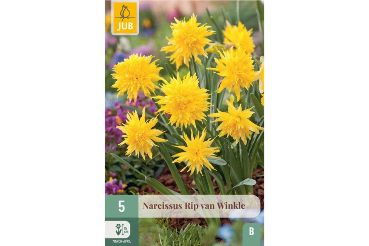 Pakke med gule narsissløk med piggete doble blomster.