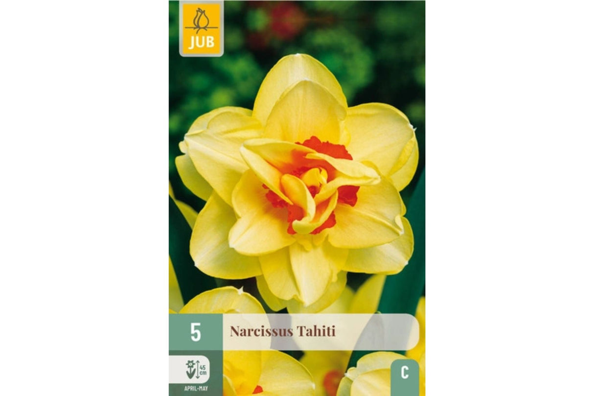 Narsisser ‘Tahiti’ – Dobbel påskelilje i varmende gult og oransje (5 blomsterløk)