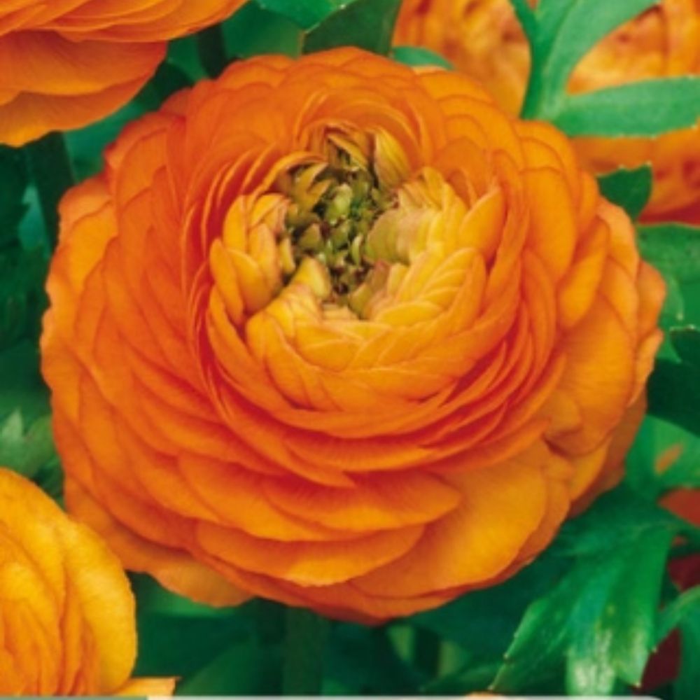 Oransje ranunkler med tettpakkede, fyldige blomster i bed.