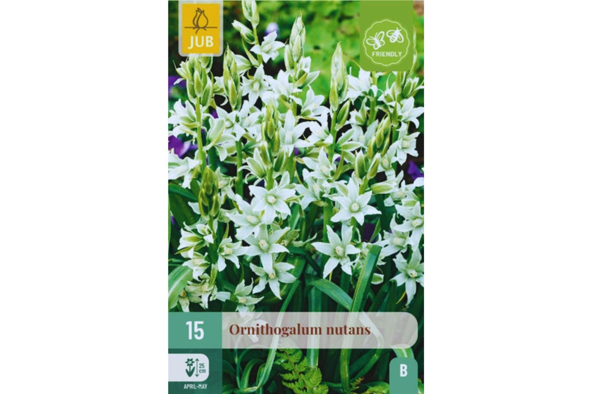 Ornithogalum nutans – Nikkestjerne med hvite stjerneblomster (15 blomsterløk)
