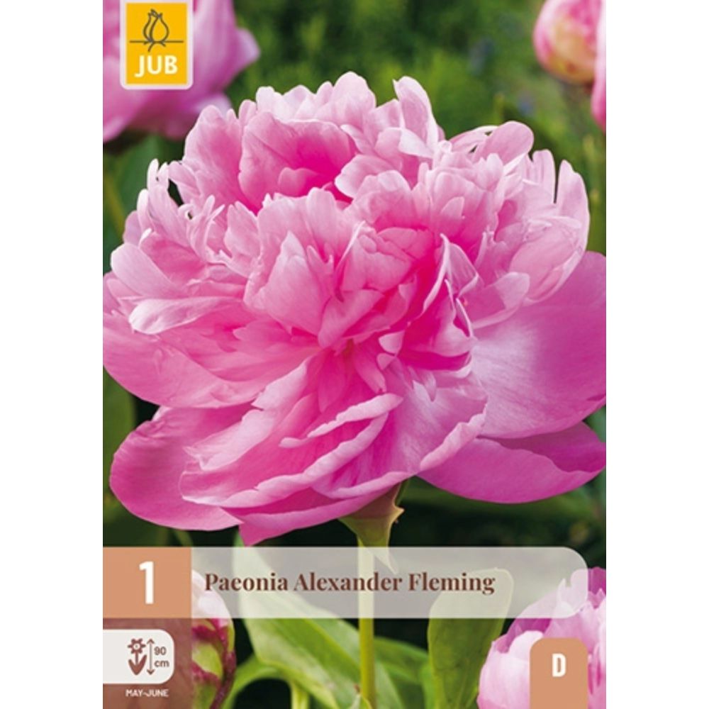 Peon Alexander Fleming med store rosa blomster