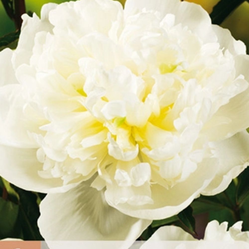 Barrot peon klar til planting i hagejord