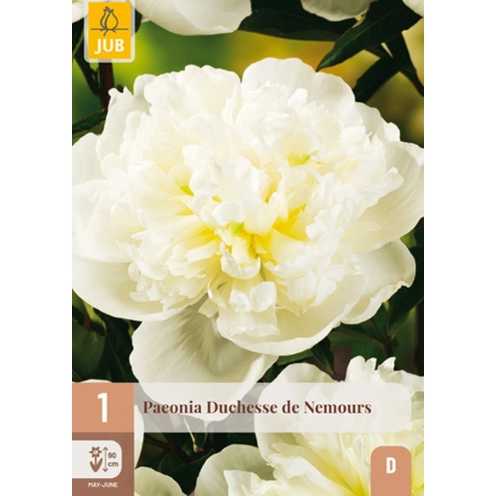 Hvit peon Duchesse De Nemours i full blomst