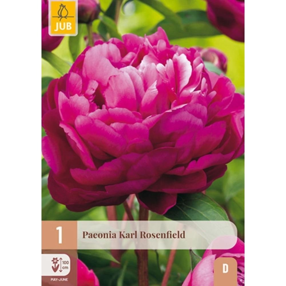 Rød peon Karl Rosenfield i full blomst