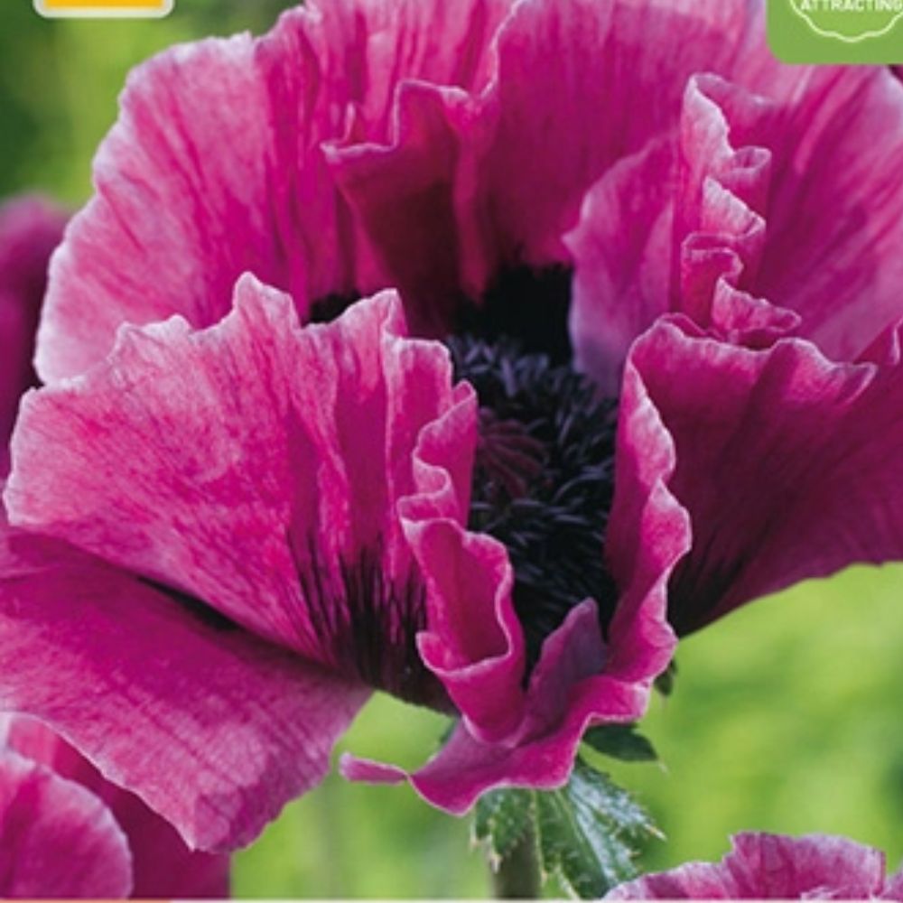 Barrot orientvalmue klar for planting i bed