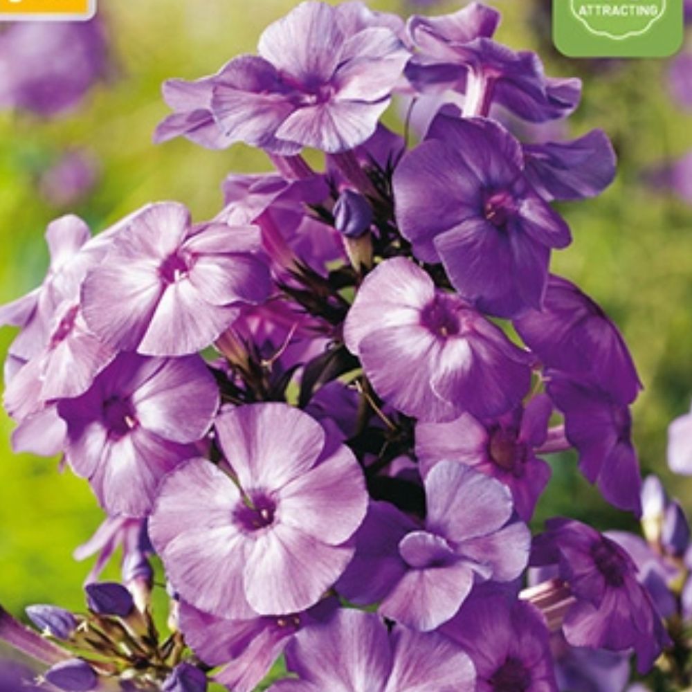 Barrot floks klar for planting i staudebed