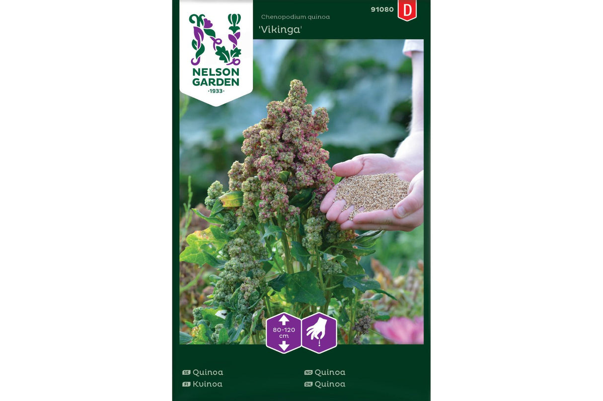 Quinoa 'Vikinga' – Lettdyrket og glutenfri urt med lavt saponininnhold