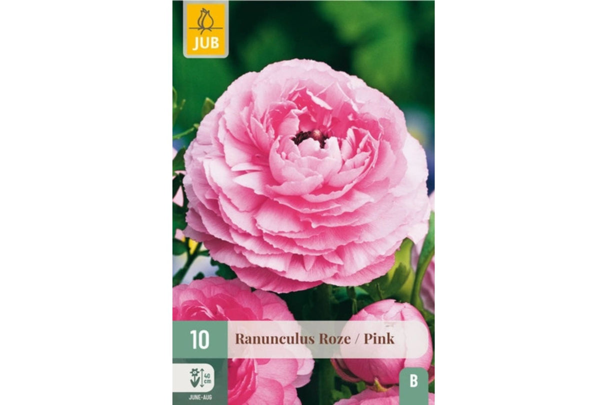 Ranunculus Pink – Rosa ranunkler for romantisk hage og potter (10 knoller)