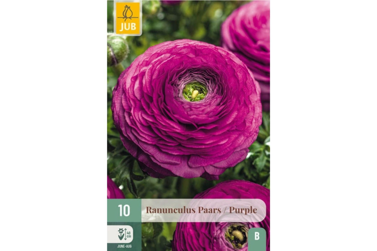 Ranunculus Purple – Dyp lilla ranunkler for bed, potter og buketter (10 knoller)