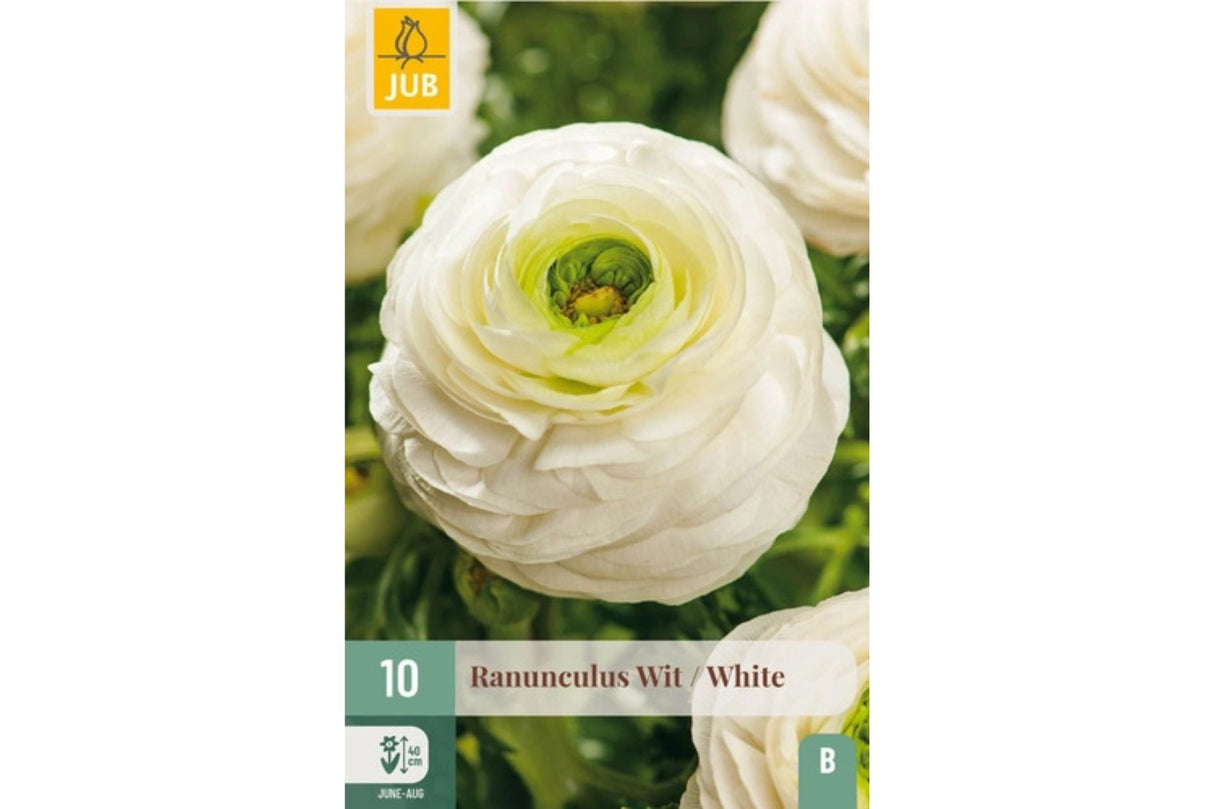 Hvite ranunkler – Elegante sommerblomster for potter og bed (10 knoller)