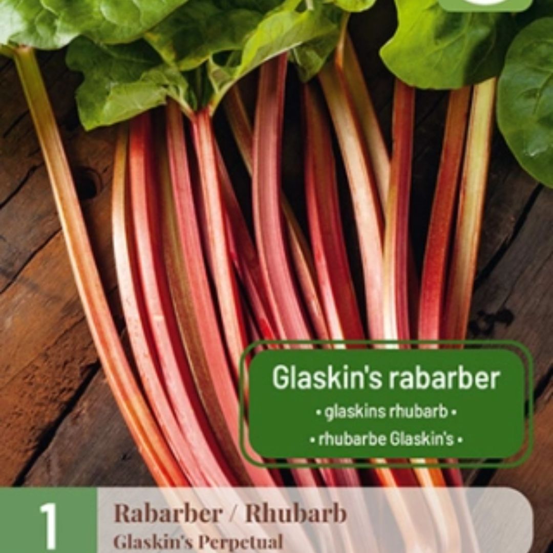 Barrotsplante av rabarbra ‘Glaskin’ klar til planting i hagen.