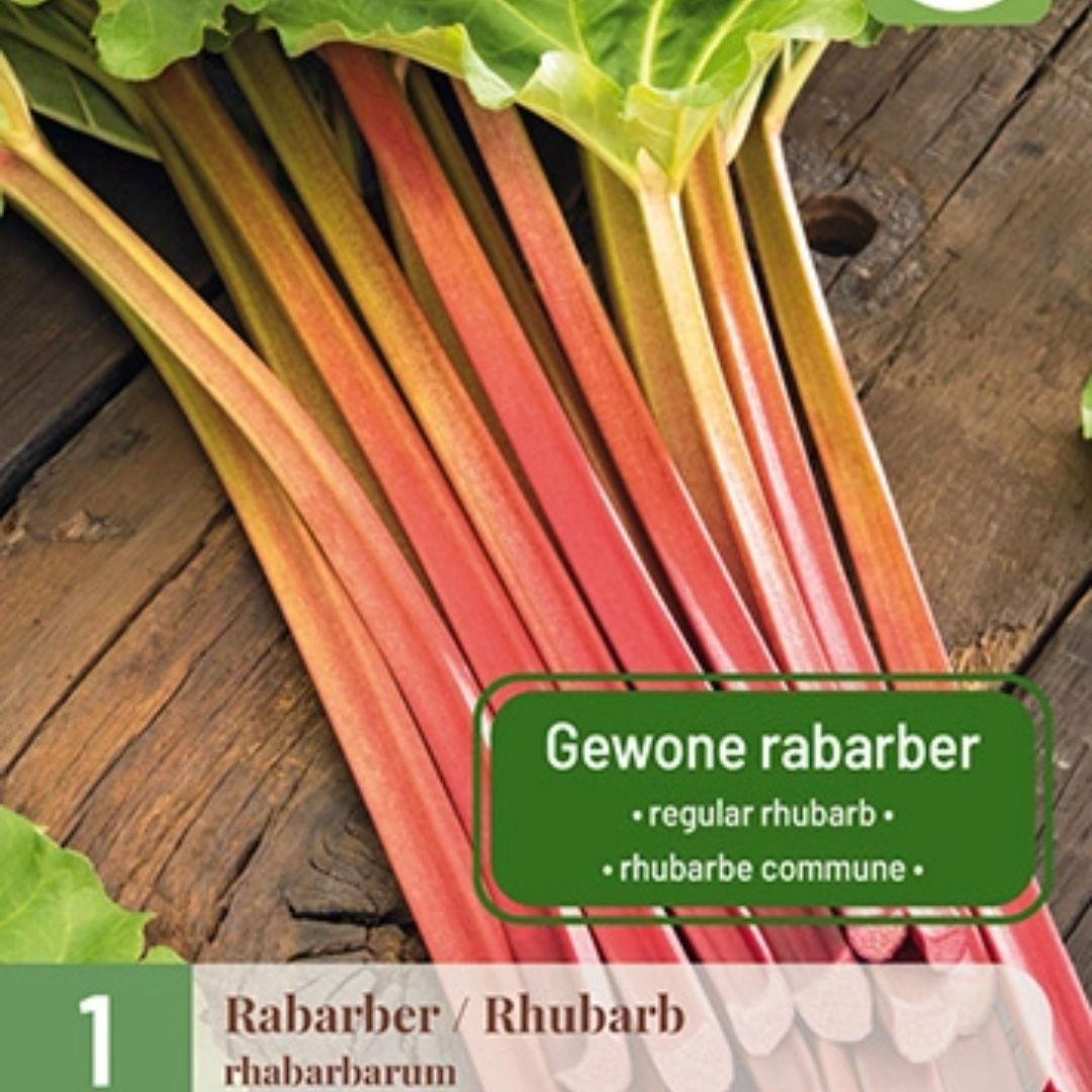 Barrotsplante av rabarbra (Rheum rhabarbarum) klar til planting i hagen.