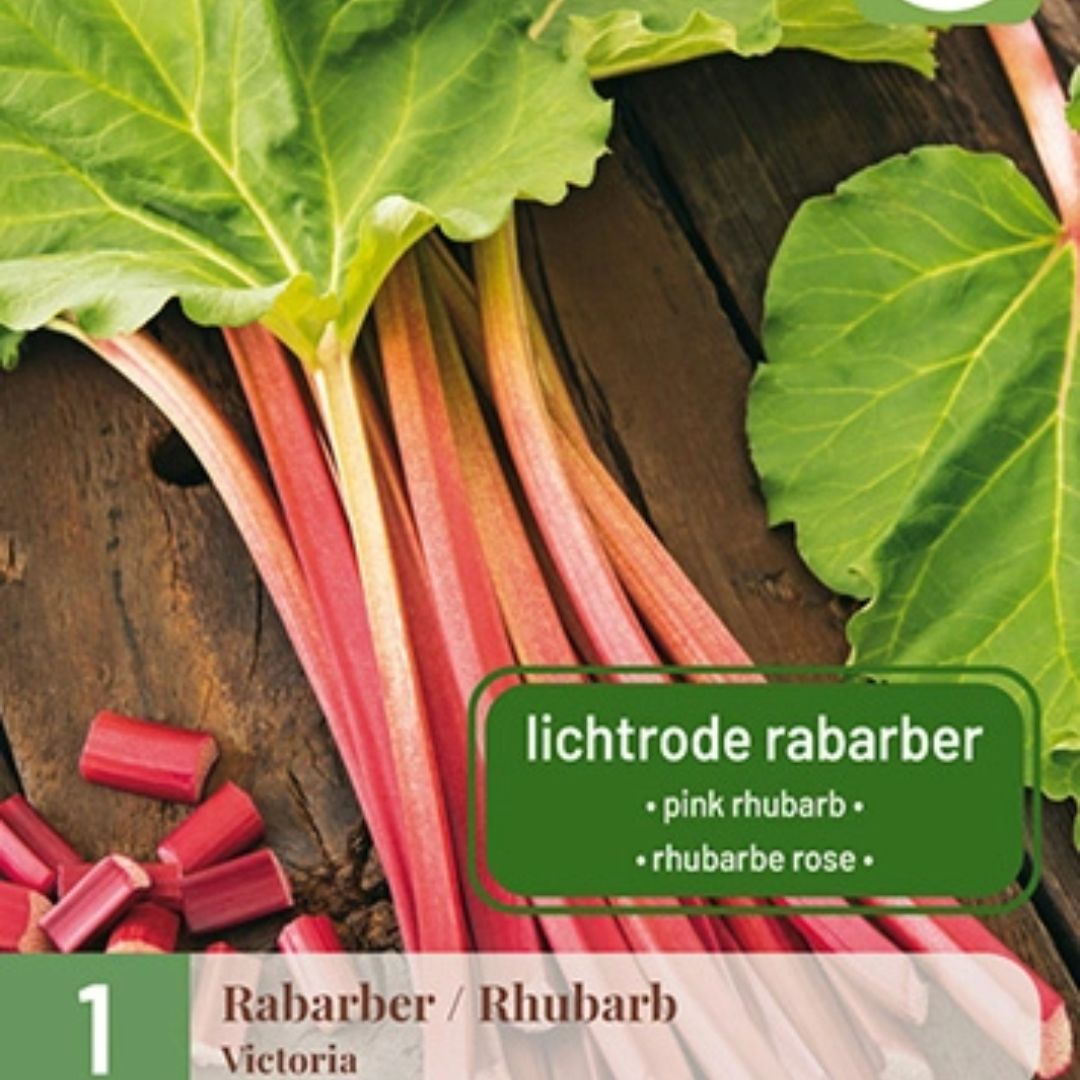 Barrotsplante av rabarbra ‘Victoria’ klar til planting i hagen.