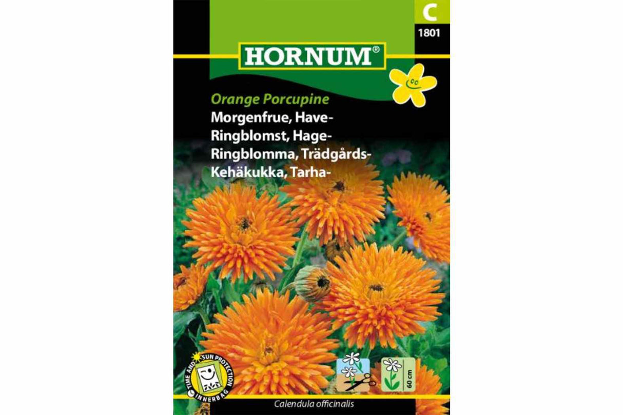 Ringblomst Orange Porcupine – Ettårig, høy og blomstringsvillig