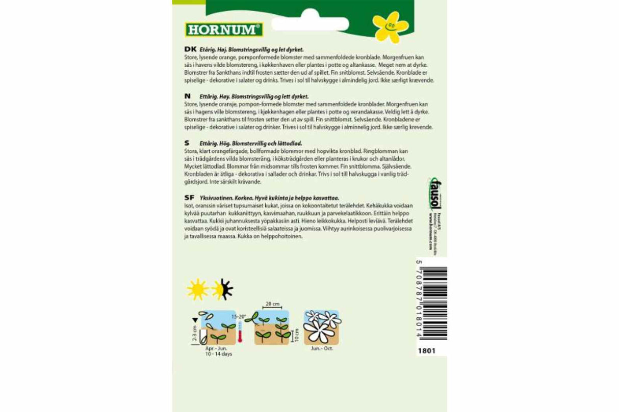 Ringblomst Orange Porcupine – Ettårig, høy og blomstringsvillig