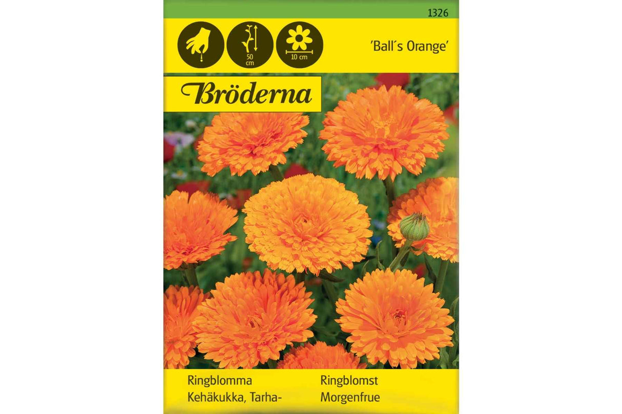 Kraftig ringblomst med fylte, oransje blomster i klassisk hagebed