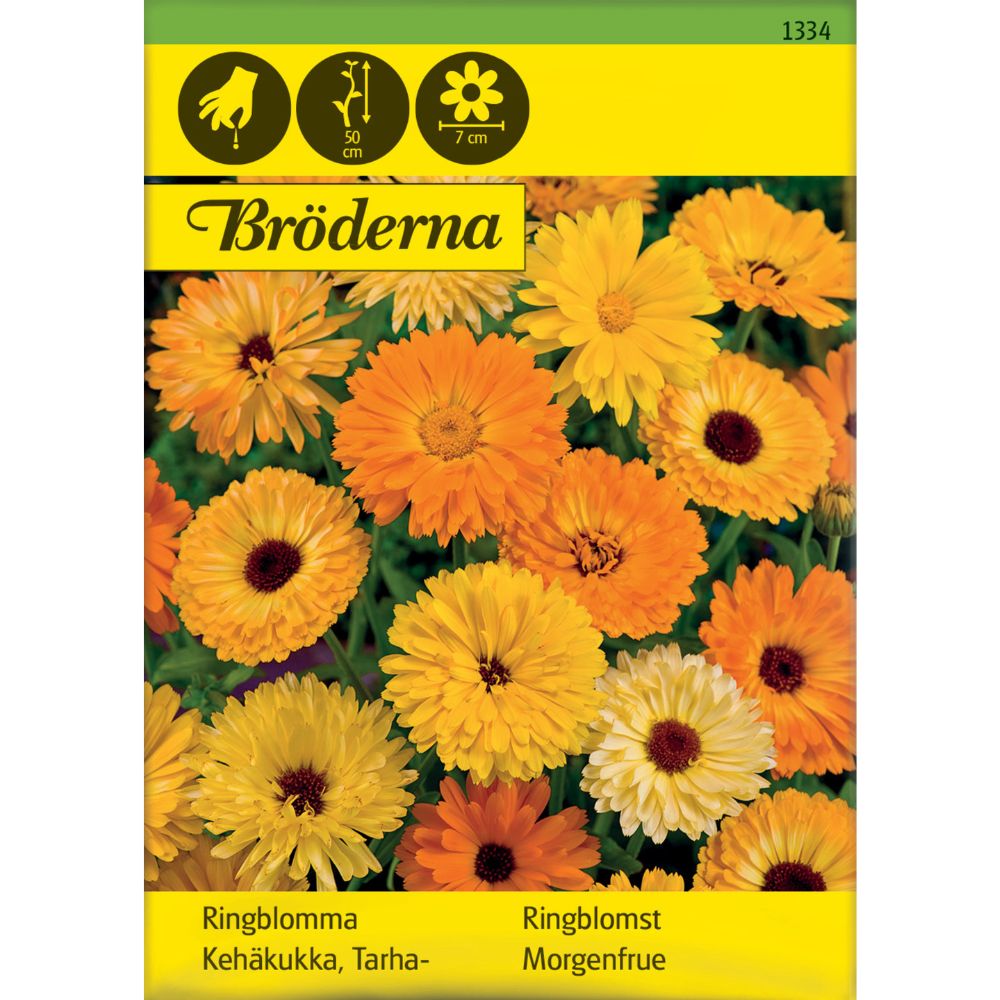 Ringblomster i blandede farger i blomsterbed