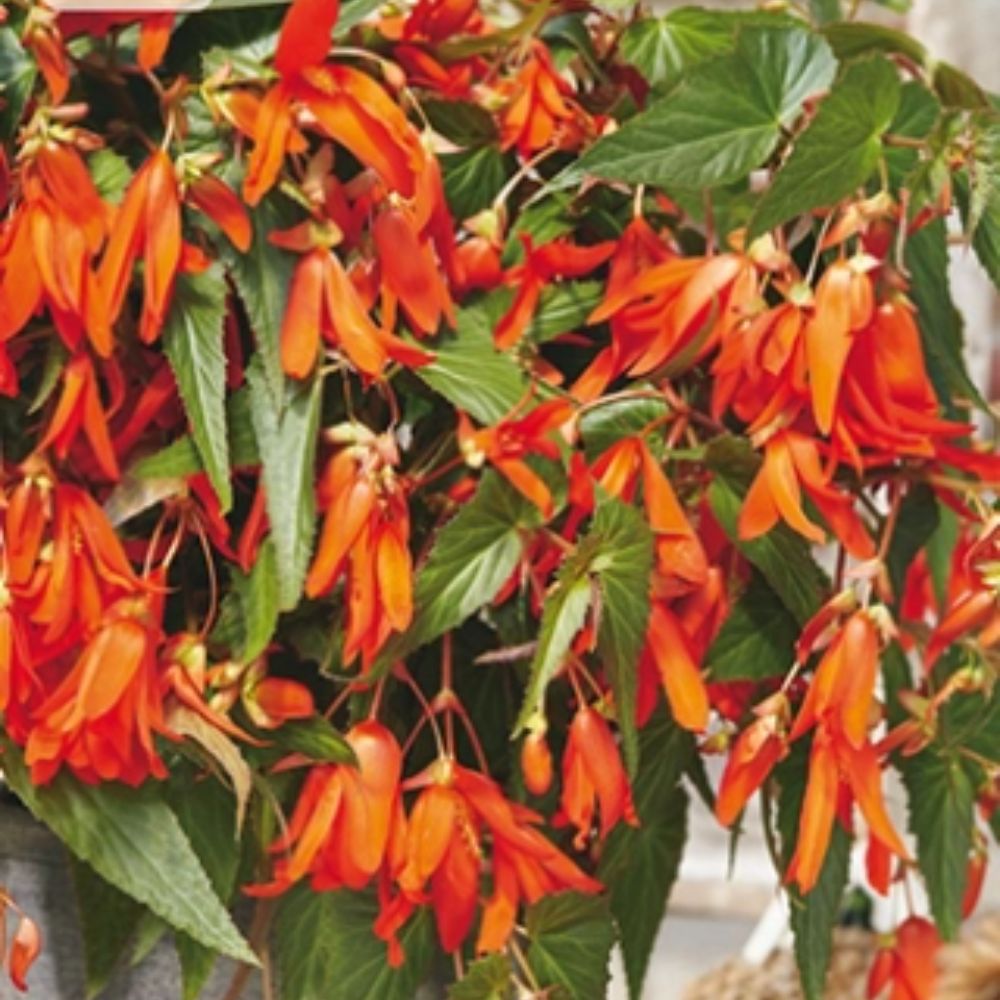 Begonia ‘Santa Cruz’ i potte med lange, røde blomsterklaser.
