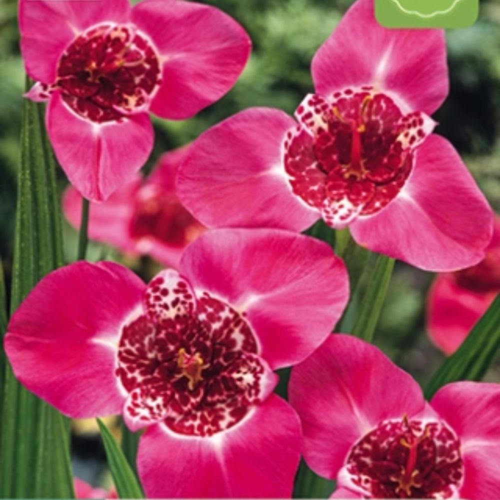 Rosa tigerblomst med flekkede, eksotiske blomster i solrikt blomsterbed.